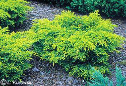 Juniperus chinensis Pfitzeriana Aurea — photo 1